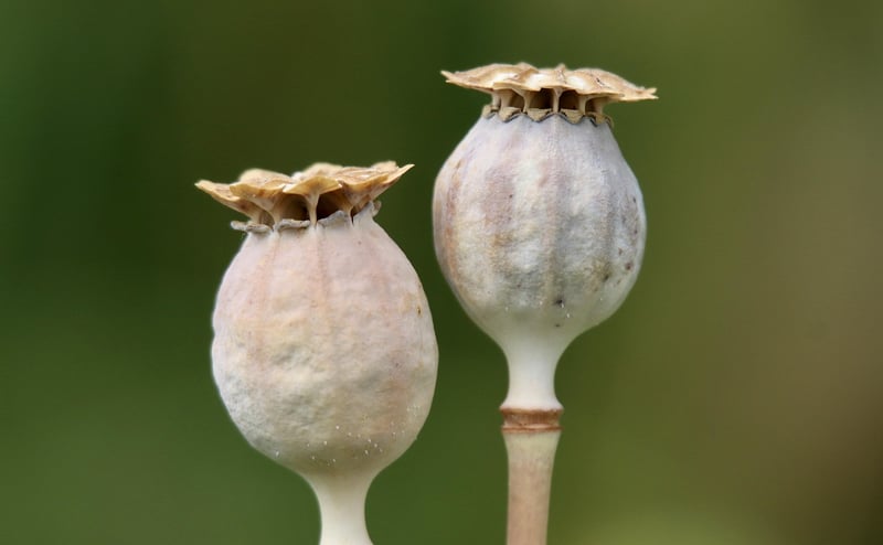 Sustainable Pods
